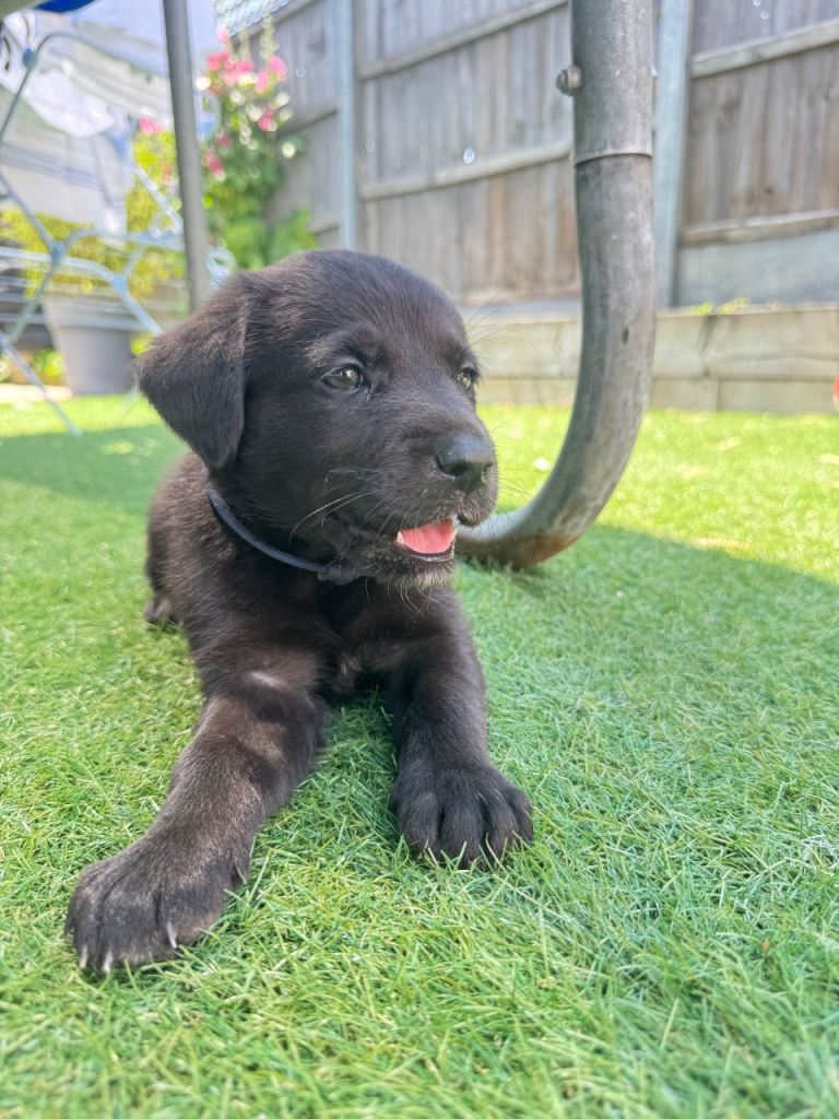 Last 2 pups left ! Ready now 