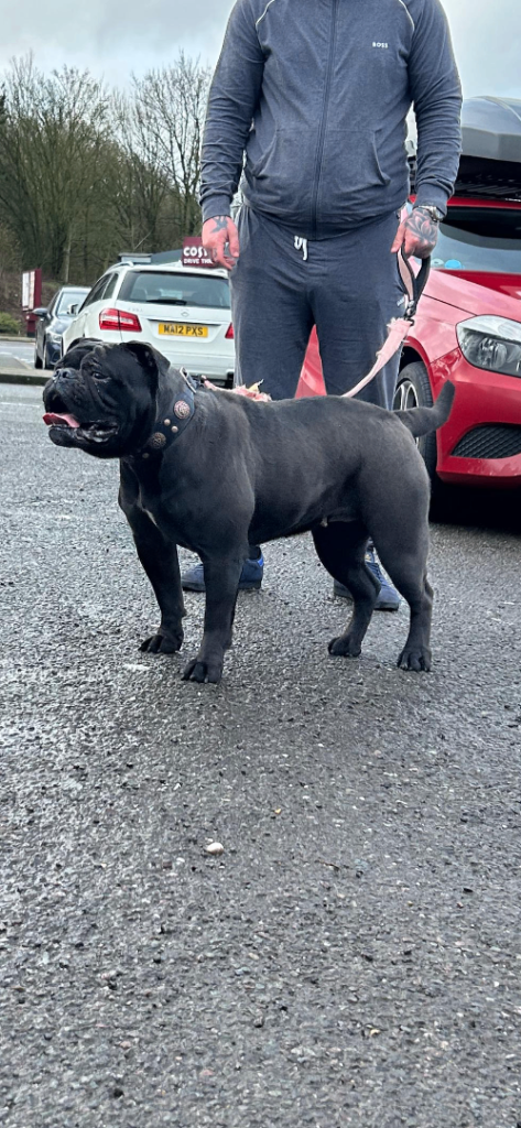 Black Olde English bulldog 