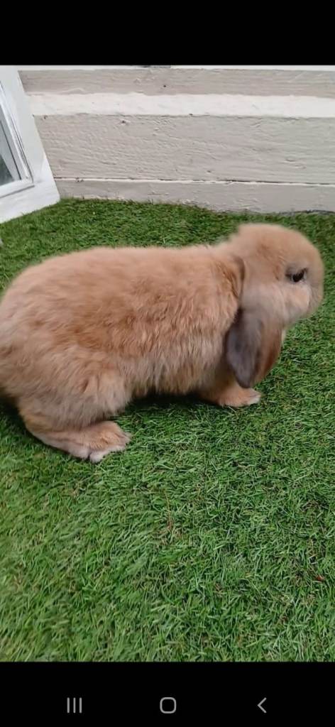 Mini lops (pedigree) BELFAST 