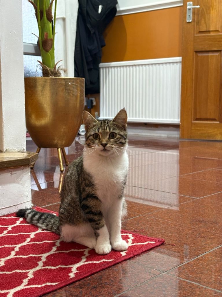 Cute kitten