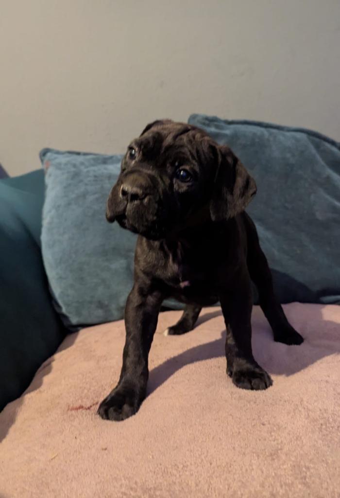Cane corso puppies 