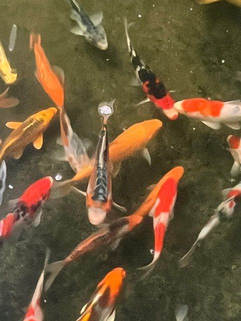 Japanese Koi For Sale
