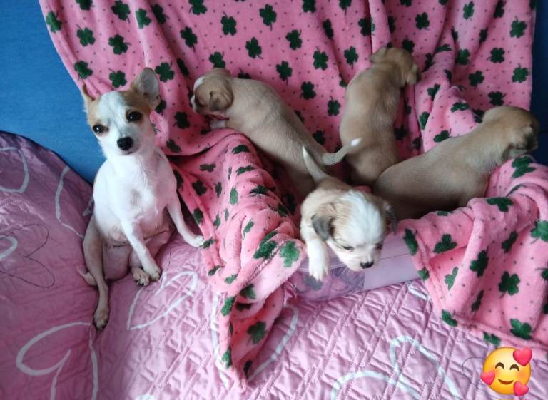 4 Chihuahua puppies