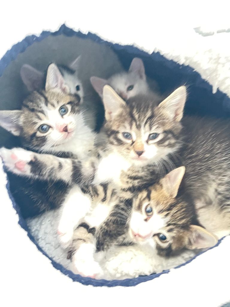 🐱💕:5 Super Cute Tabby Kittens Looking for Their Forever Homes TODAY!