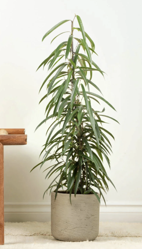 Elegant Large 4/5ft  Fiscus Alii Air Purifying Houseplant 🌿