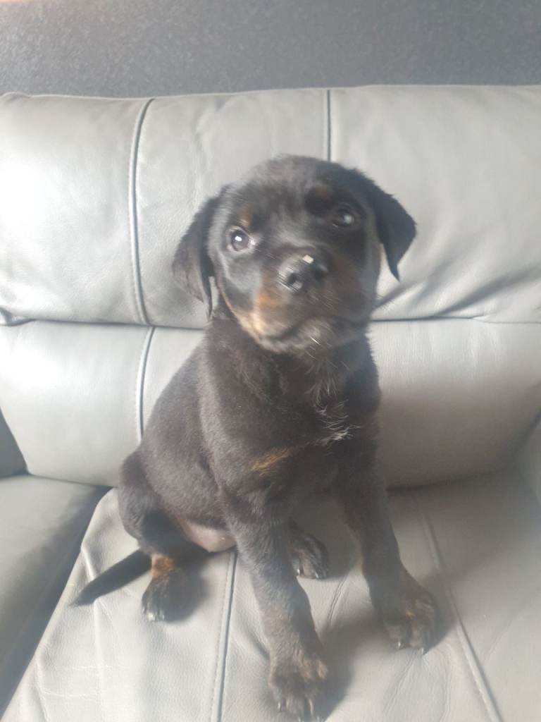 8 week old rottweiler pup