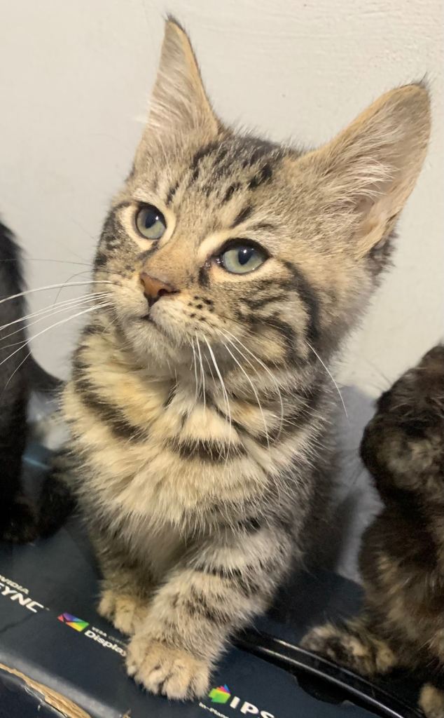 Adorable 10-Week-Old Kittens Looking for Loving Homes 🐾