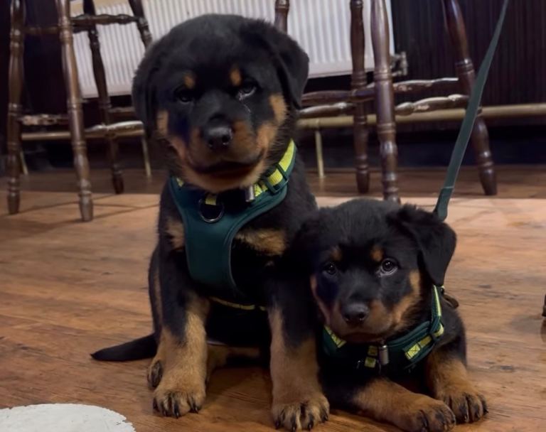 Rottweiler Puppies 