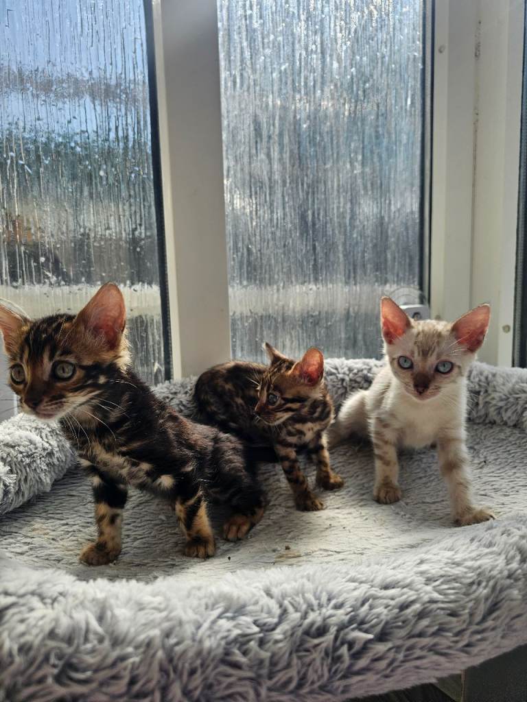 Beautiful Bengal Kittens  2 Girls & 1 Boy Available