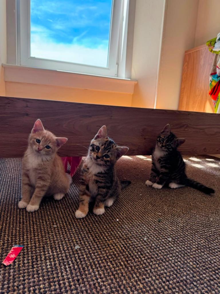 Kittens for sale 