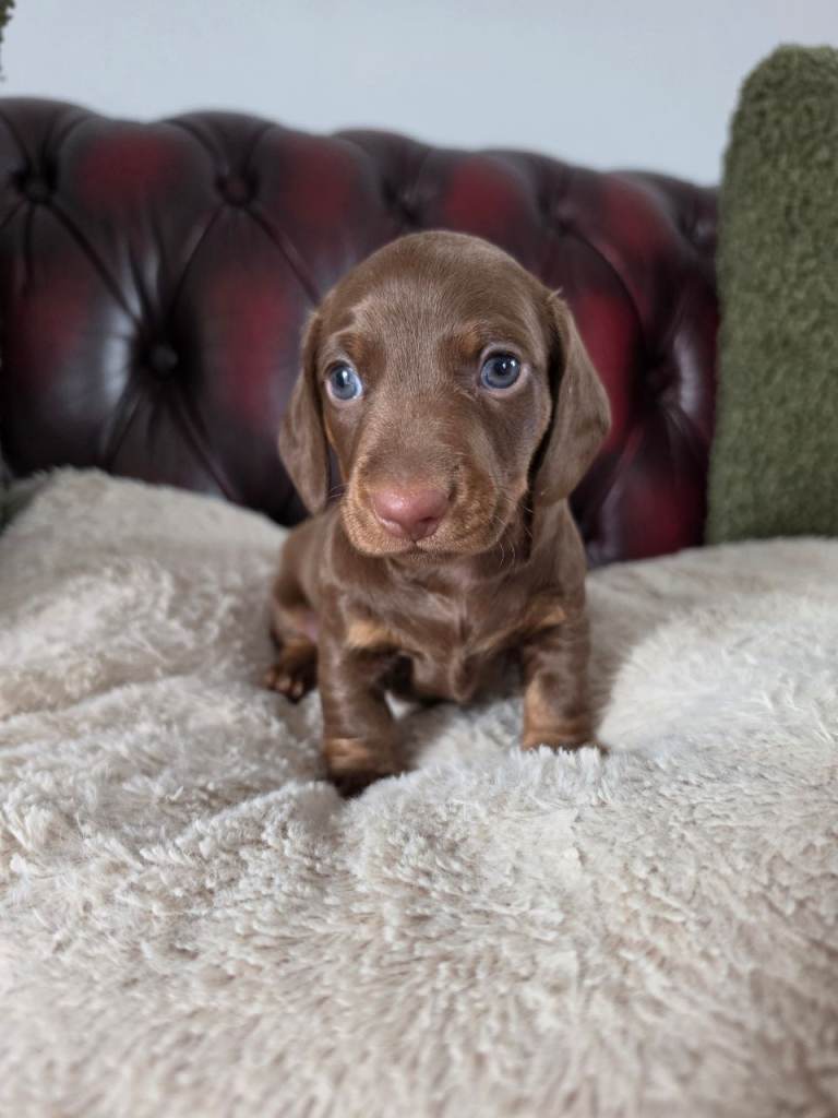 STUNNING KC RG MALE MINIATURE DACHSHUND 