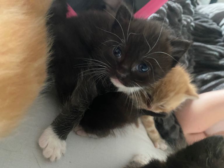 Kittens for sale 