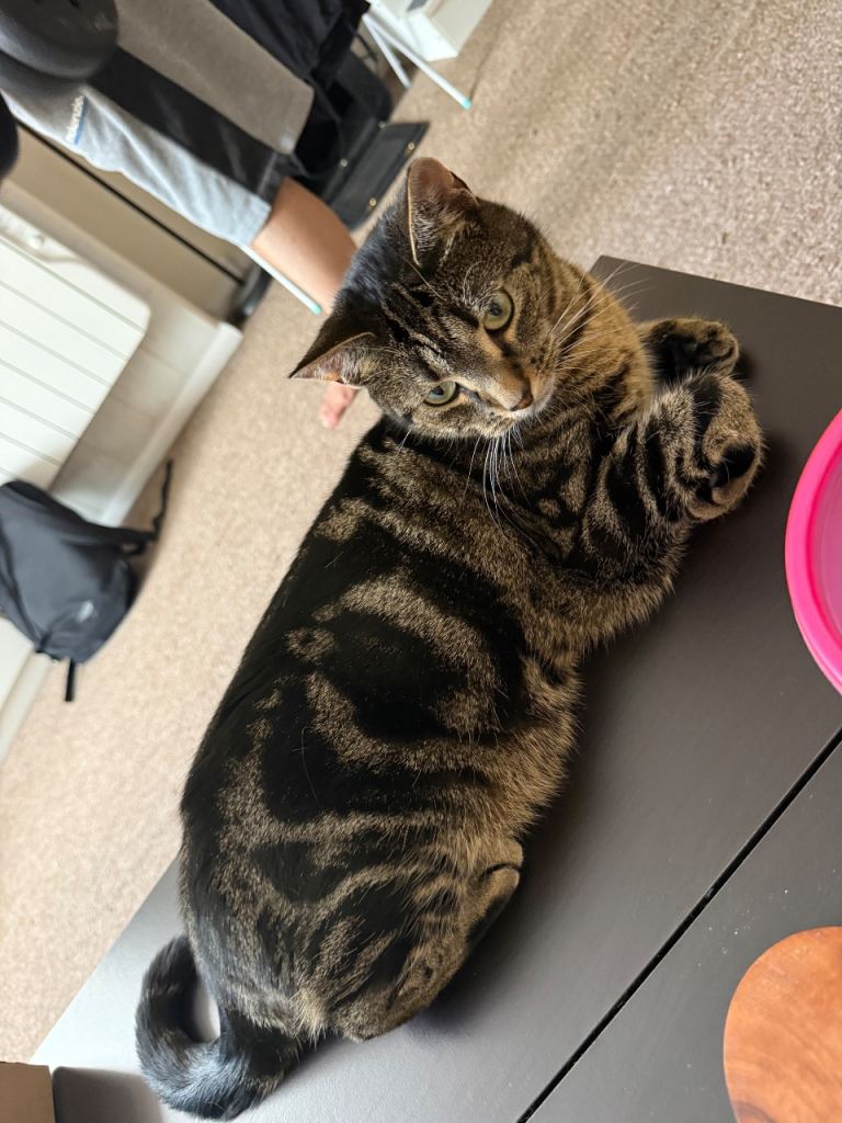 British shorthair tabby cat 