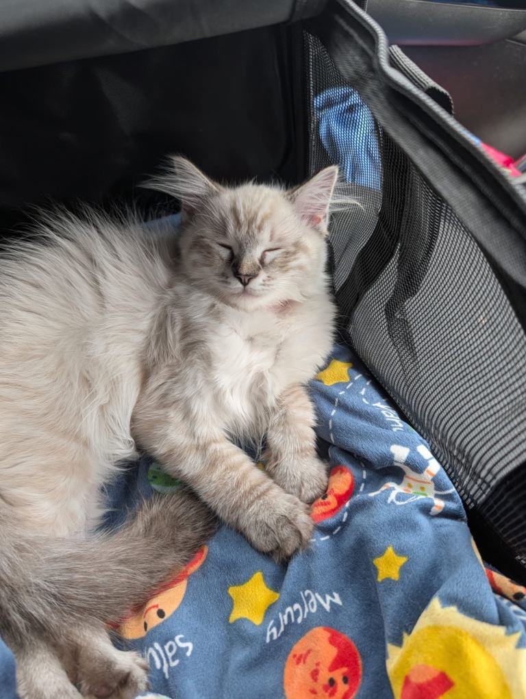 Ragdoll kitten 