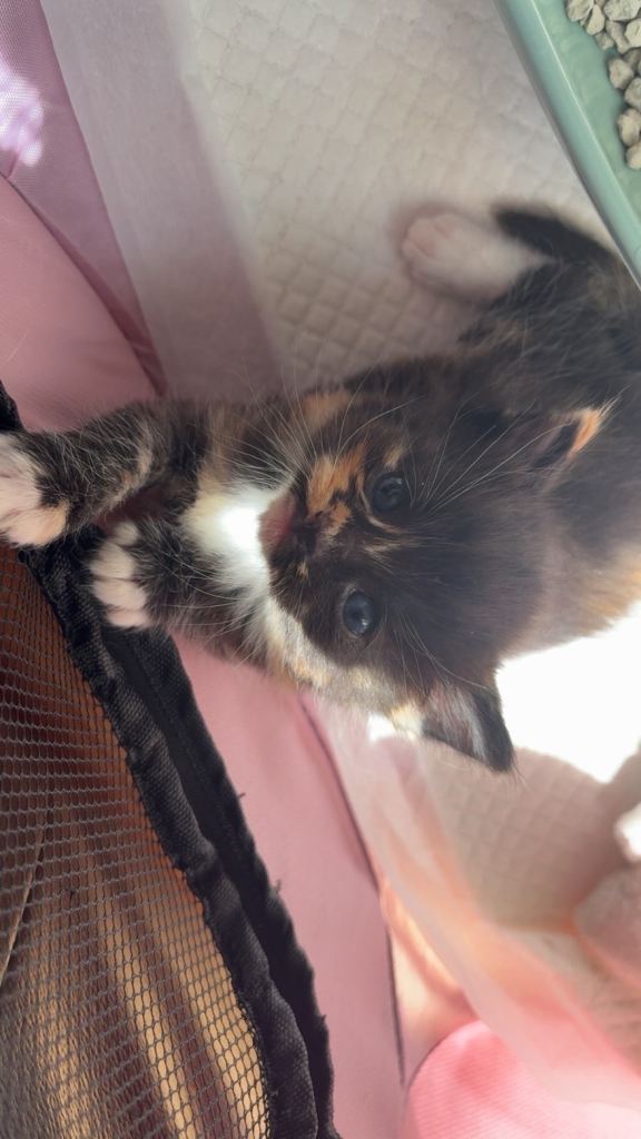1 beautiful kitten for sale