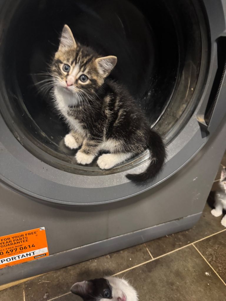 Cute kittens