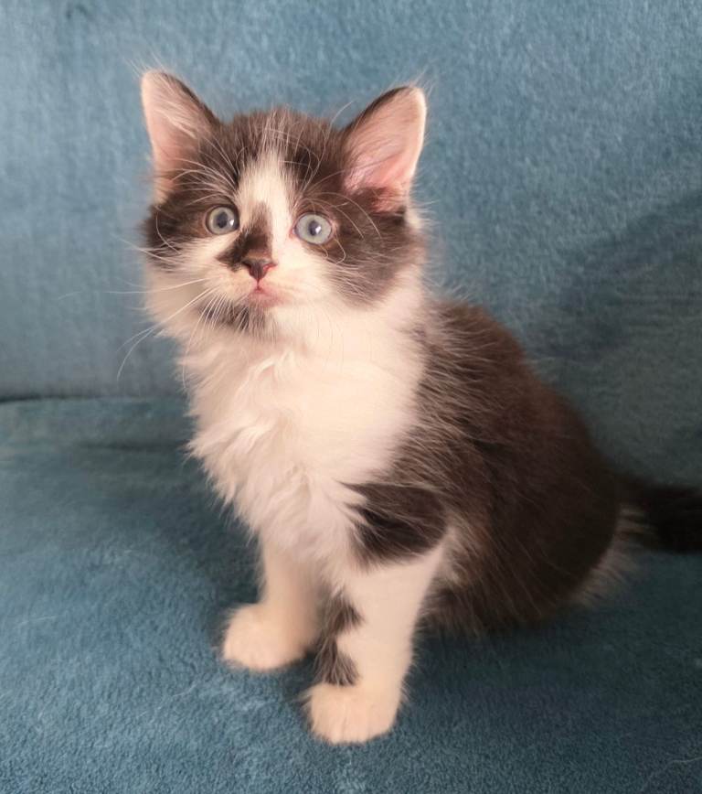 Mixed kittens READY for forever loving home.
