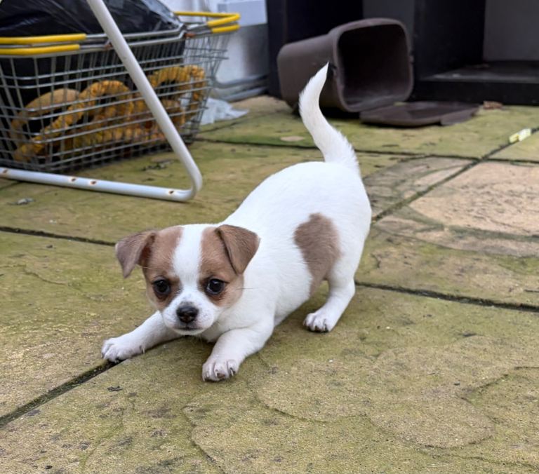 Beautiful Chihuahua Puppies Ready now Bournemouth £1100