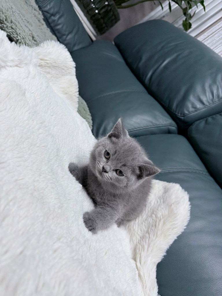 British shorthair kittens