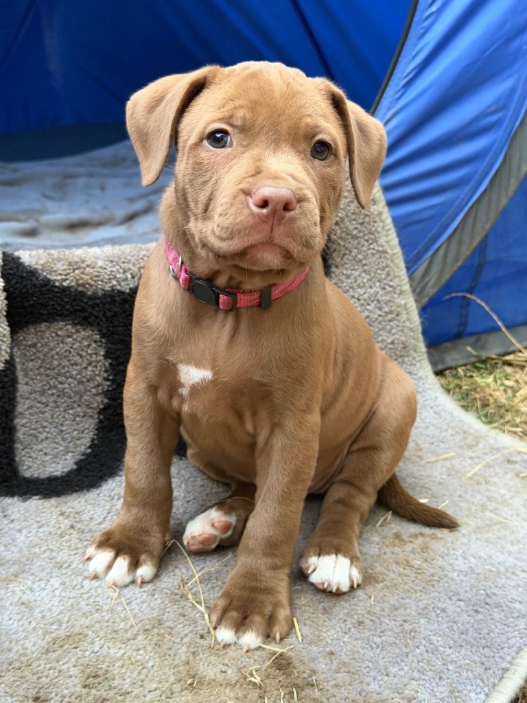 Staffy puppies 