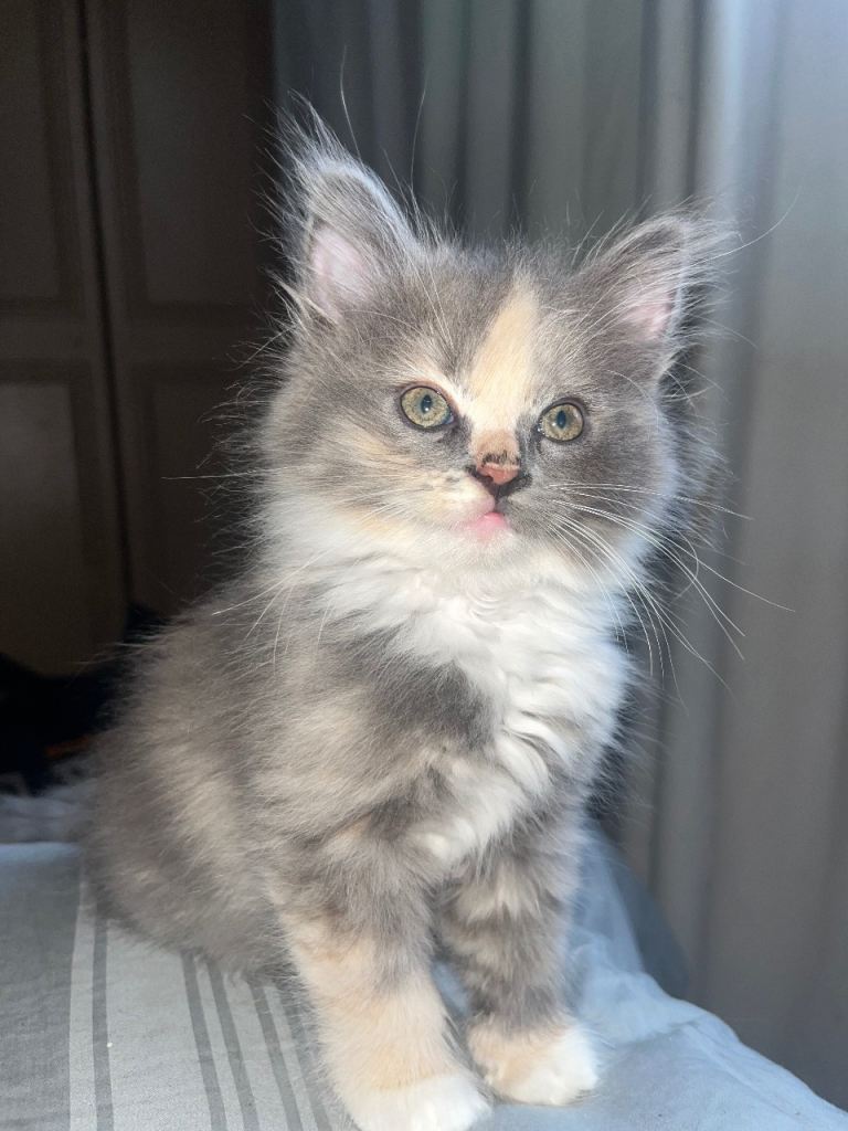 Aries is looking for a forever home
