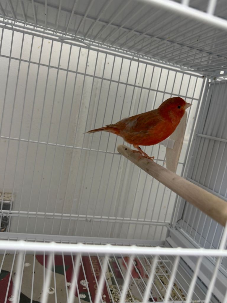 Canary