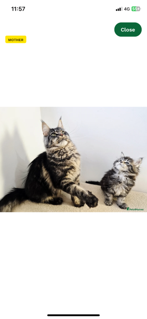 Maincoon and ragdoll mix 
