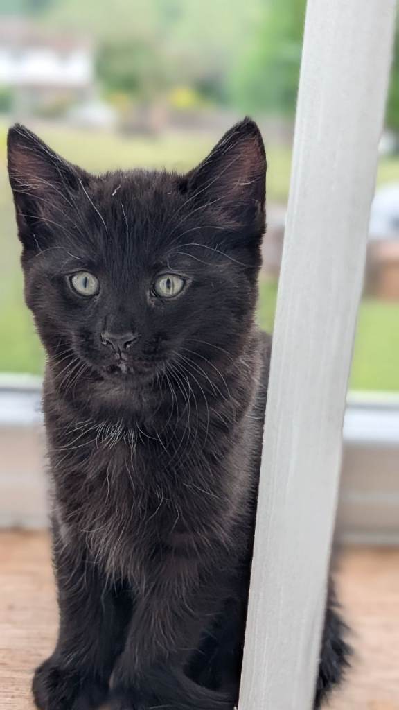3 black kittens 