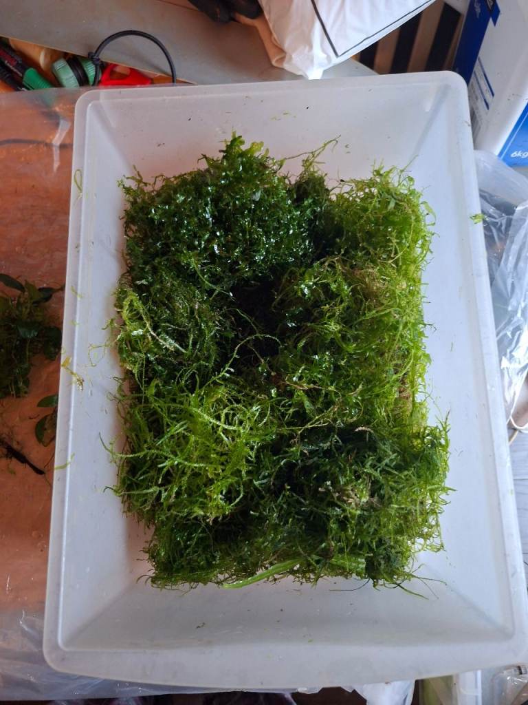 Bogwood and Plants, £50.00 for Sale in East End, Glasgow | Gumtree
