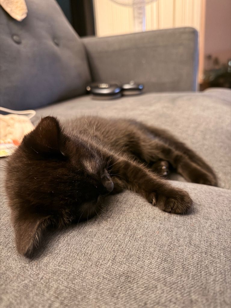 13 Week Old Domestic Shorthair Kitten