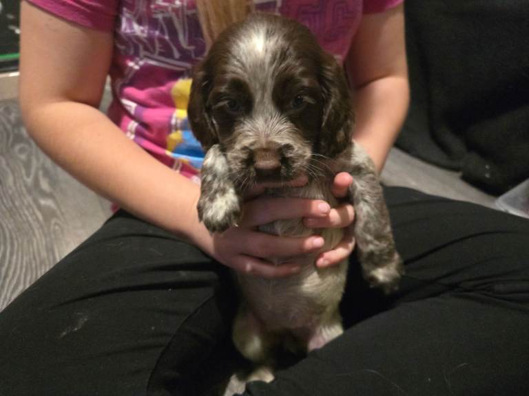2 female sprocker puppies 