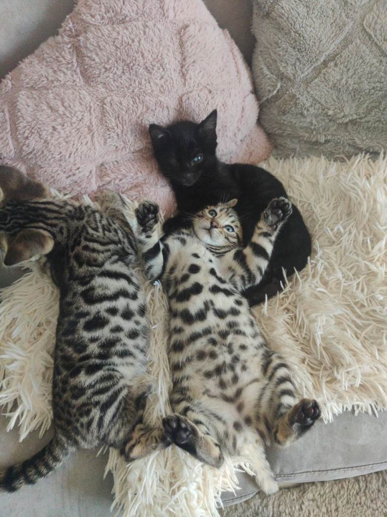 Bengal rosseted 