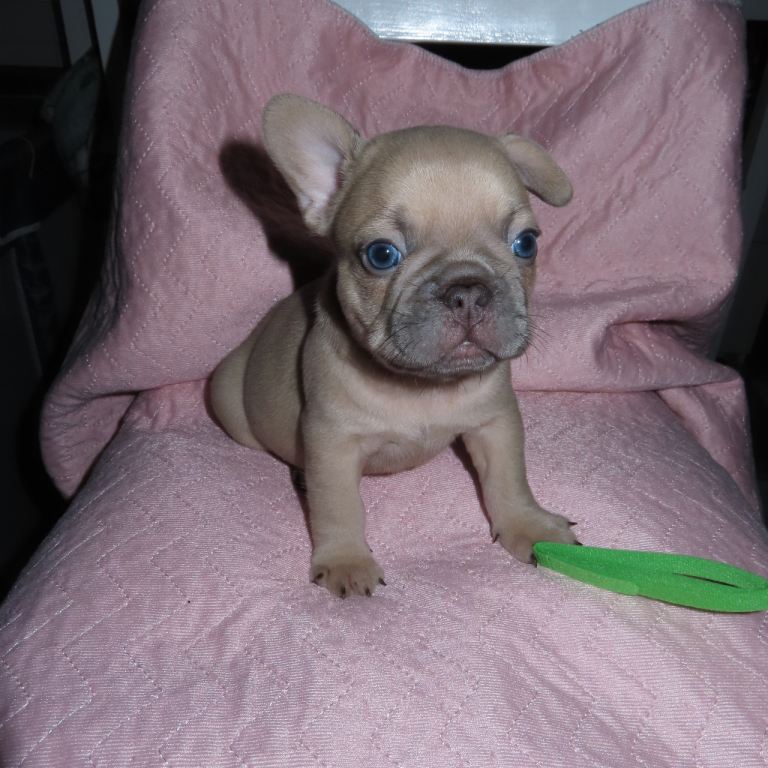French Bull Dog Puppies 