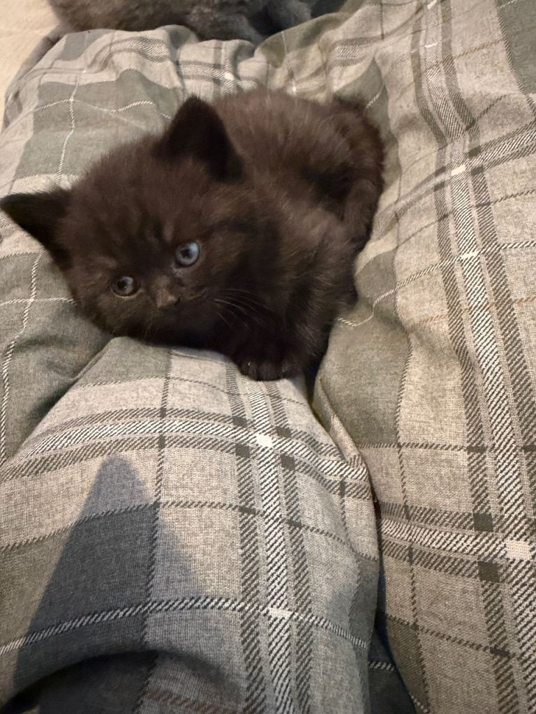 British shorthair kittens