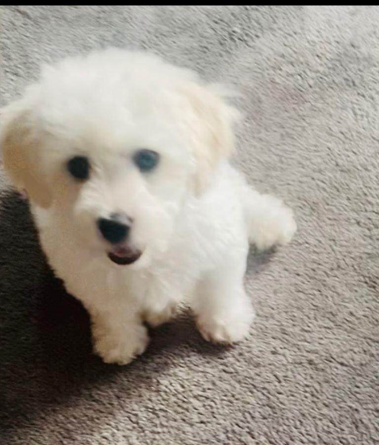 Shichon Puppy  5 months 
