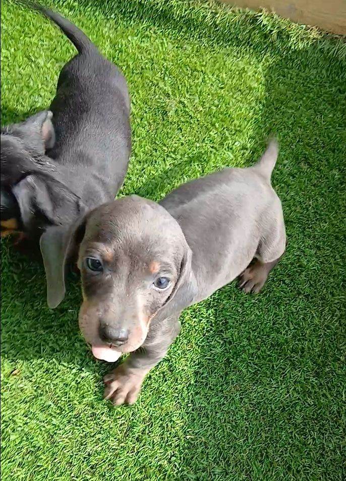 8wk dachshunds puppies 