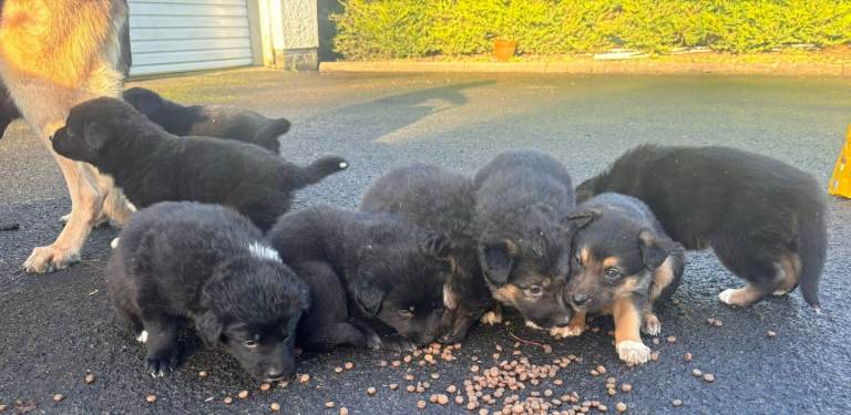 Shollie Pups (German Shepherd x Collie)