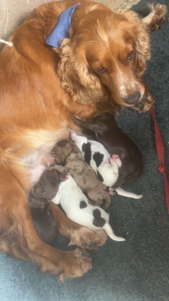 Cocker spaniel puppies 