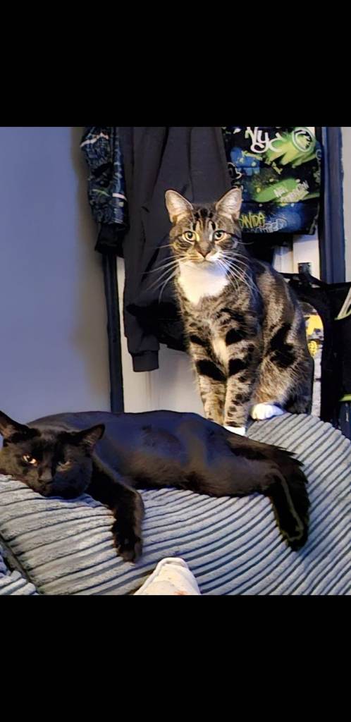 Urgent, new home needed