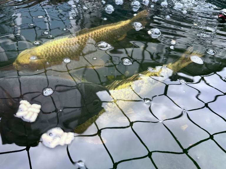 Koi and Ghost Koi for sale