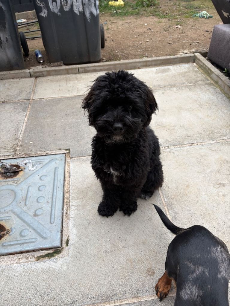 Shihpoo female