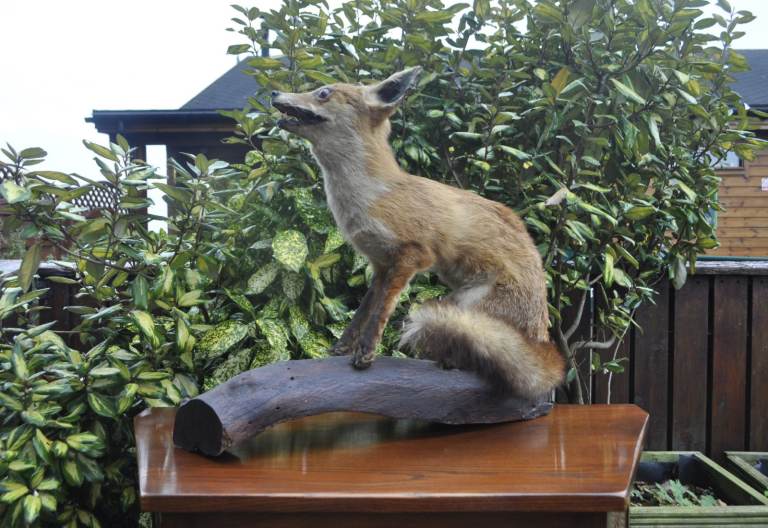 Taxidermy Fox
