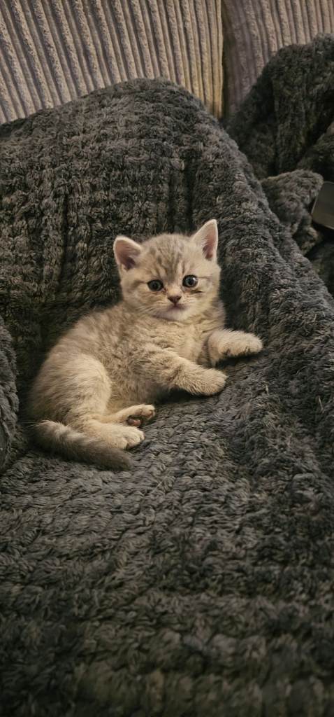 🐱 Gorgeous Persian × British Shorthair Kittens – Ready Soon 🐱