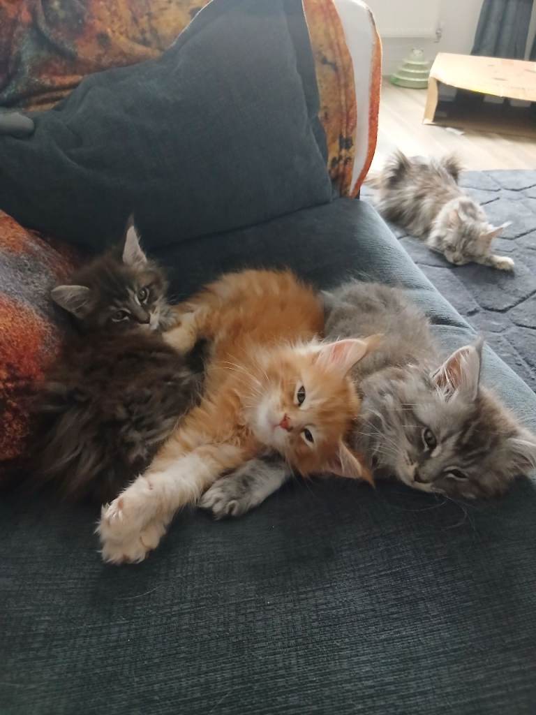 Pure bred Maine Coon kittens