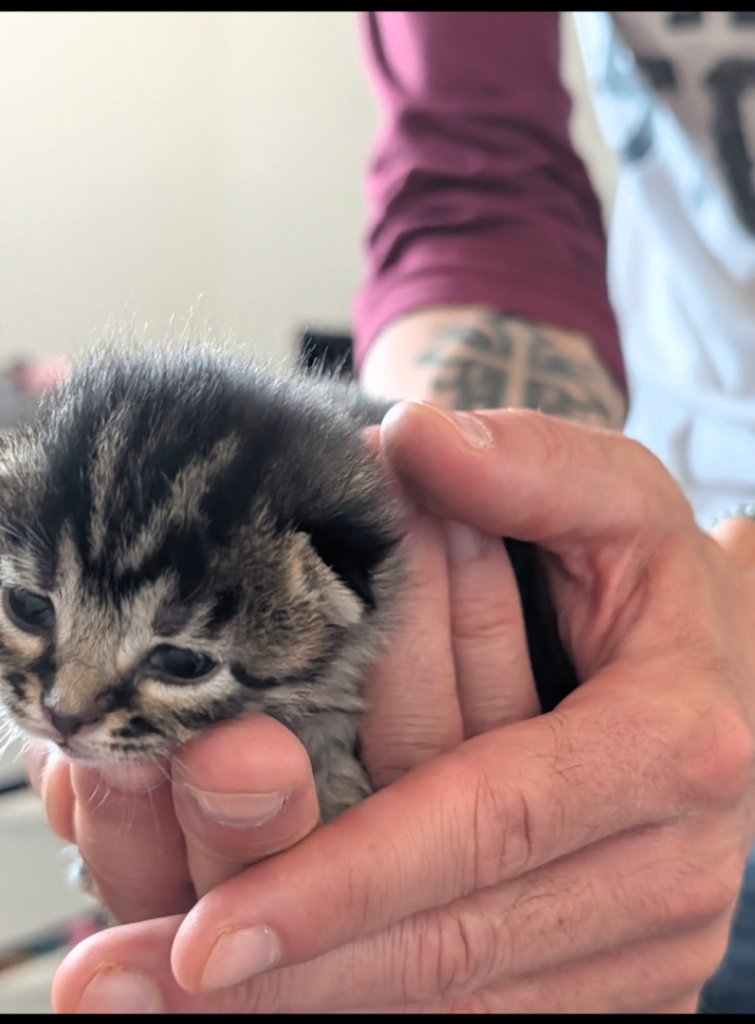Beautiful kitten for sale 