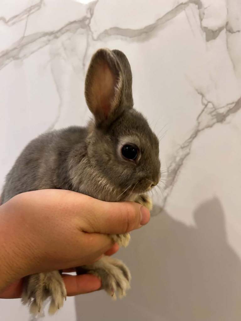 Netherland dwarfs 