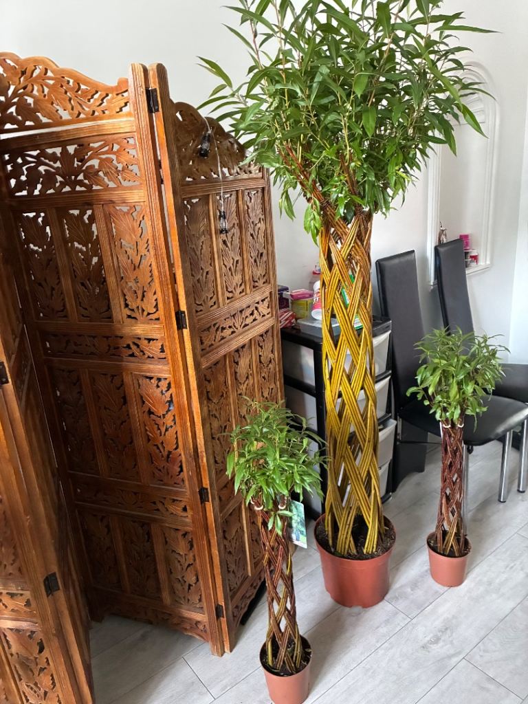 Stunning Braided Willow Tree – Living Garden Art 🌿
