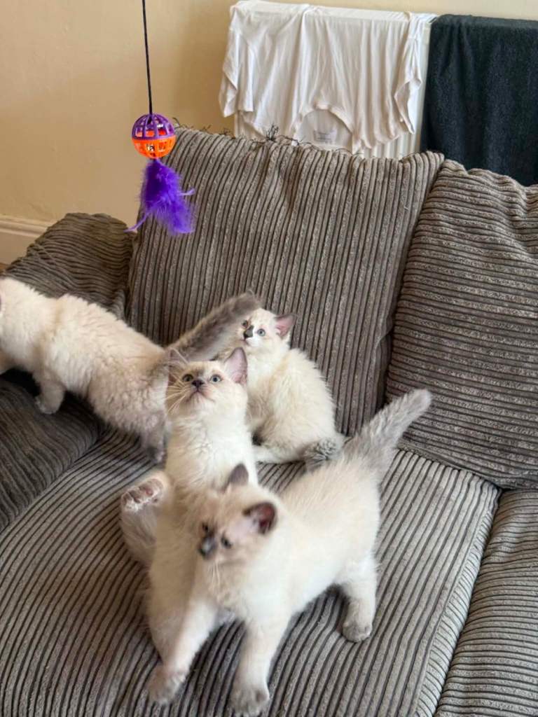 Ragdoll ready ro leave now!