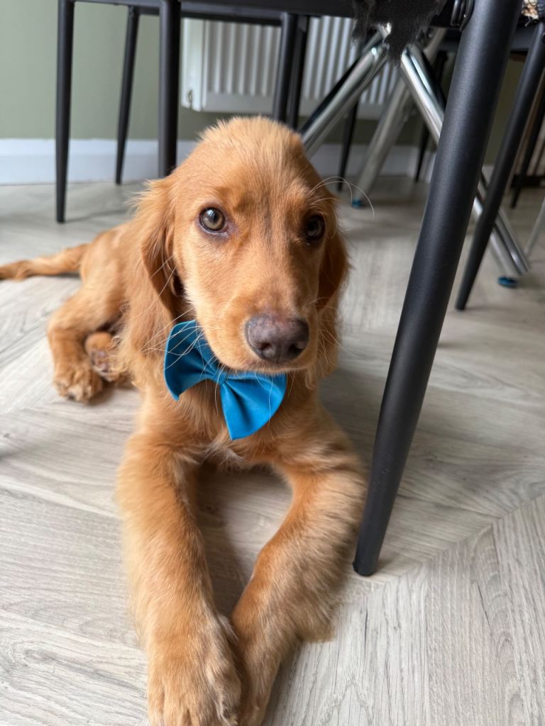 Cocker spaniel puppy 5 month 
