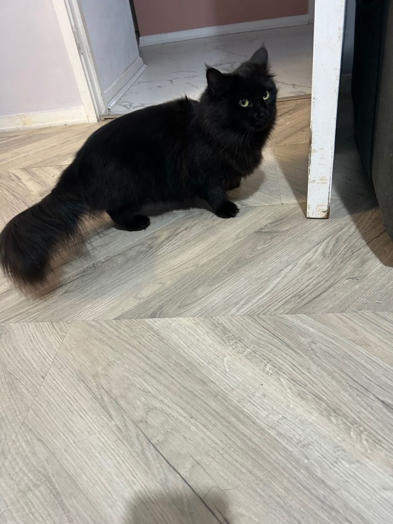 Spayed female Maine coon x